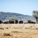 TZA MAR SerengetiNP 2016DEC24 SeroneraWest 008 : 2016, 2016 - African Adventures, Africa, Date, December, Eastern, Mara, Month, Places, Serengeti National Park, Seronera, Tanzania, Trips, Year